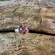 amethyst-silver-ring-textured-claw set-sandrakernsjewellery