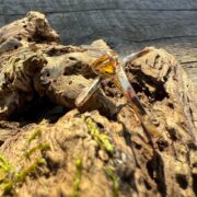 brandy citrine-gold-9ct-ring-twist-top-sandrakernsjewellery