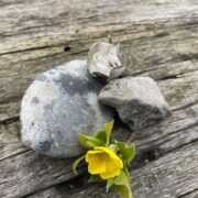 crocus brooch-silver crocus brooch-silver