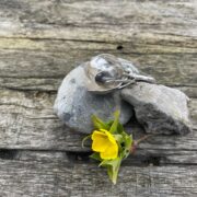 crocus brooch-silver-flower-petals-sandrakernsjewellery crocus brooch-silver-flower-petals-sandrakernsjewellery
